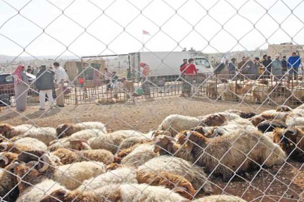 تنفيذ جولات رقابية صحية على اماكن بيع الاضاحي بالطفيلة تنفيذ جولات رقابية صحية على اماكن بيع الاضاحي بالطفيلة