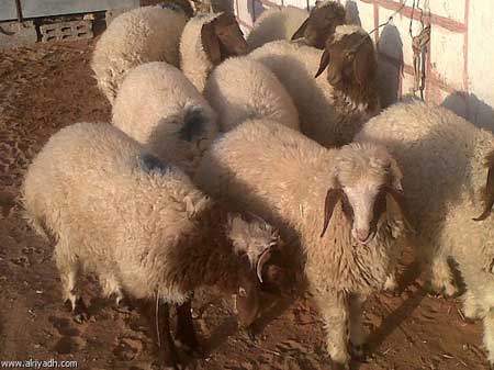 الفاروق الخيرية تطلق حملة لتوزيع الاضاحي الفاروق الخيرية تطلق حملة لتوزيع الاضاحي
