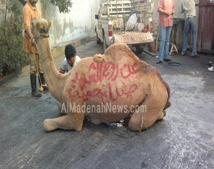 نحر جمال وذبح أبقار عن روح الراحل صدام حسين في عيد الأضحى ( صور )