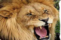 أسد ينقذ حياة امرأة بعد عضها في ثديها أسد ينقذ حياة امرأة بعد عضها في ثديها