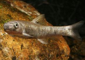 اكتشاف سمكة مياه عذبة جديدة في عُمان باسم " غارا سمارتي"