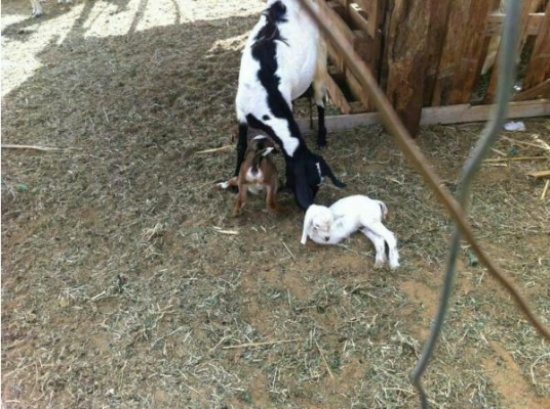 في حالة نادرة ماعز تلد صغيراً بقائمين فقط بالسعودية