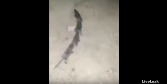 بالفيديو.... ظاهرة غريبة لـ4 فئران مربوطة ببعضها