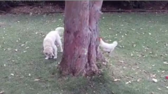 مشاجرة بين الدجاجة والكلب