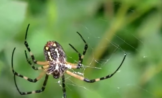 بالفيديو : شاهدوا كيف ينسج العنكبوت بيته