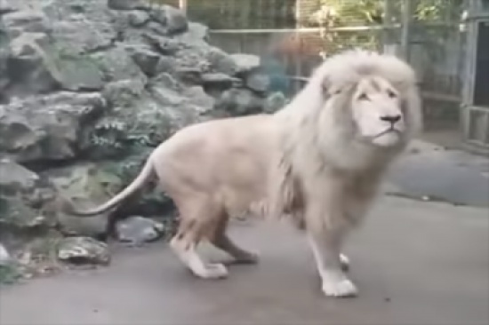 شاهد.. أسد ينتابه الرعب بعد انفجار فقاعة أمامه فجأة