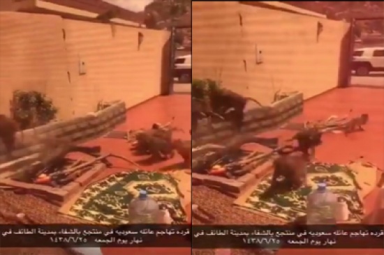 بالفيديو: عشرات القرود تقتحم منزل عائلة وتسرق محتوياته