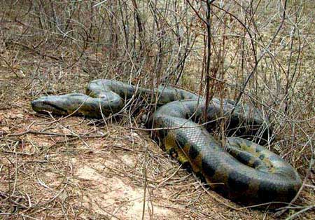 الأفاعي والحشرات تهاجم المنازل والمدارس في بصيرا وتشكل مصدر قلق للسكان 