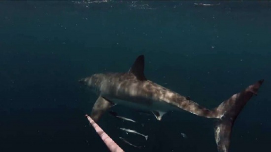 غواص: غواص يشتبك مع سمكة قرش بالعصا