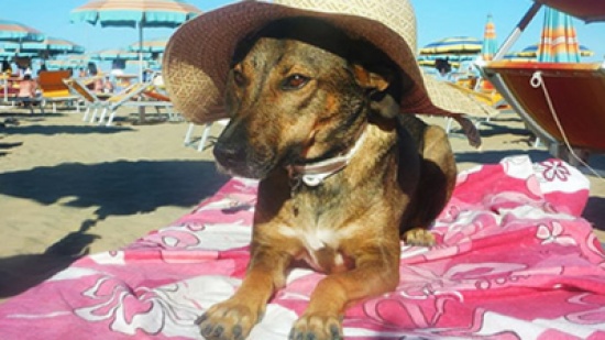 افتتاح شاطئ خاص للكلاب !