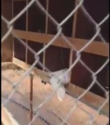 شاب يبكي لنفوق الحمام !