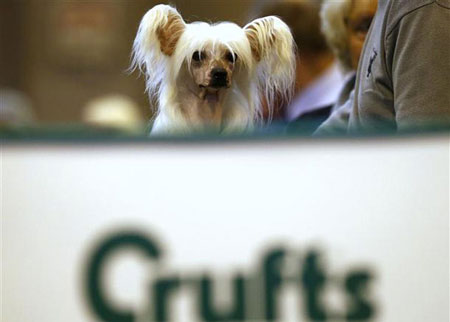 اختيار أجمل كلب لعام 2013  ( صور )