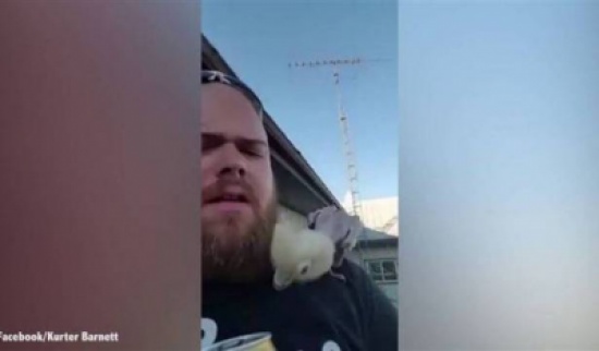 بالفيديو.. ببغاء يرقص على أغنية بالفيديو.. ببغاء يرقص على أغنية