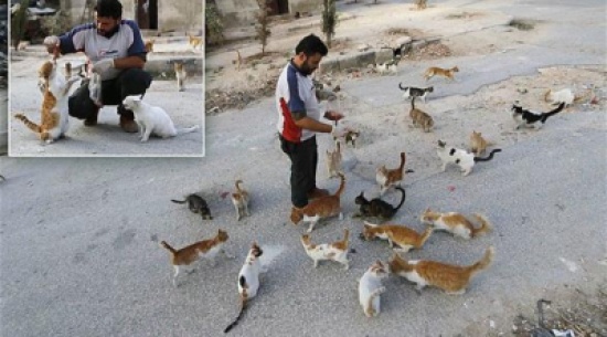 بالصور: سوري ينفق مدخراته ليطعم 150 قطة ضالة يومياً