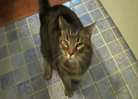 قط يفهم لغة الانسان