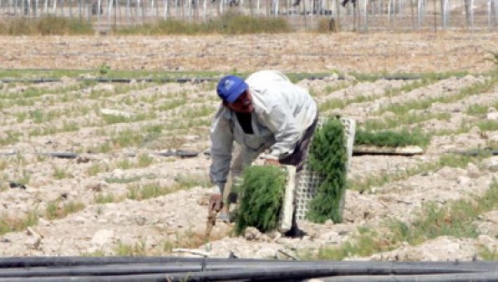 دعوات لإعلان حالة الجفاف الزراعي