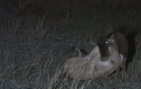 الافتراس في الليل