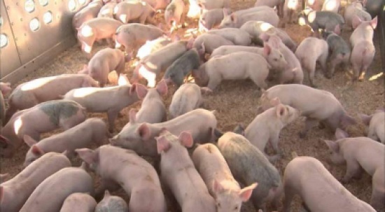 خنازير تأكل مالكها حيا