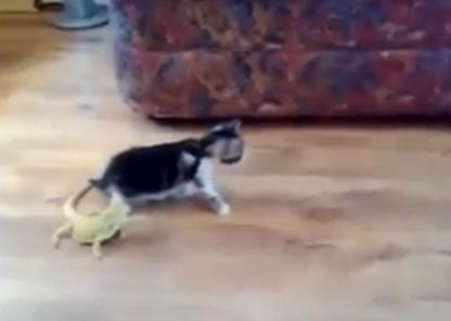 قطة خائفة من سحلية