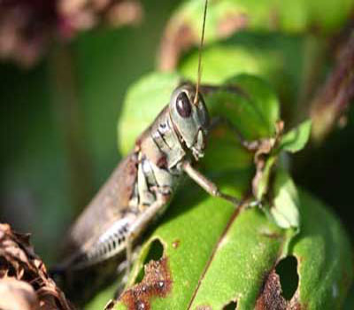 محاضرة توعوية حول الاستخدام الامثل للمبيدات الحشرية في كفرنجه