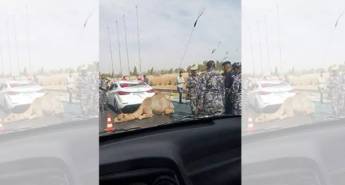 جمل يسقط على سيارة ويصيب 3 أشخاص جمل يسقط على سيارة ويصيب 3 أشخاص