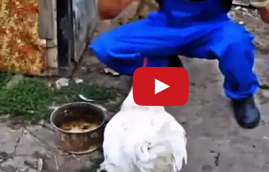 بالفيديو : ديك غاضب يهاجم كلب