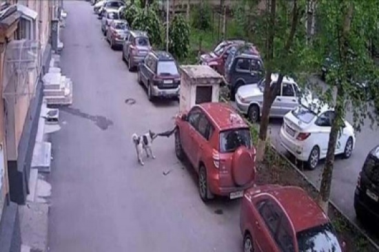 شاهد.. كلب ضال يحطم سيارة تويوتا