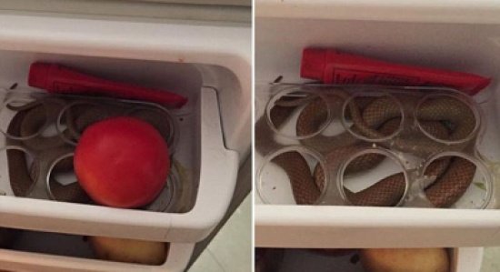 "كيف وصلت إلى هناك".. أسترالية تعثر على ثعبان سام داخل ثلاجتها