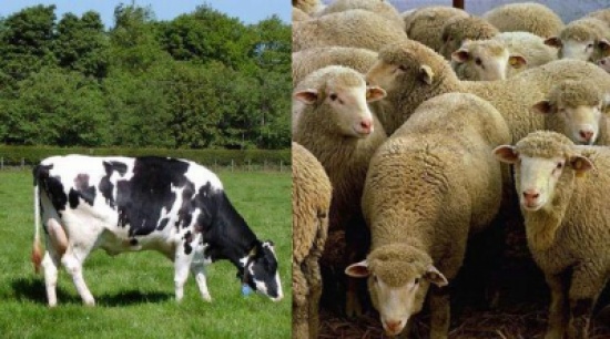 ارتفاع المتوسط اليومي لذبحيات الاغنام والابقار خلال الشهر الفضيل