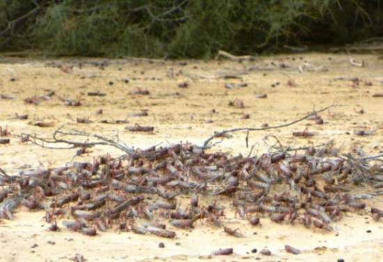 أسراب الجراد تجتاح غزة والقدس