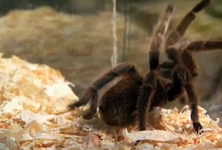 العنكبوت السام