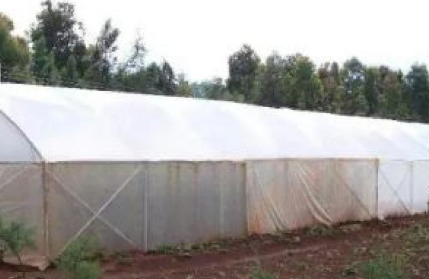 الرياح الشديدة تتلف عددا من البيوت البلاستيكية بدير علا