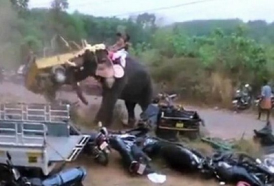 شاهد.. فيل هائج يحطم كل ما يجده أمامه في الهند