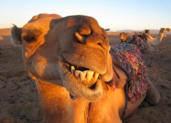 شاهد كيف يضحك الجمل ؟ !