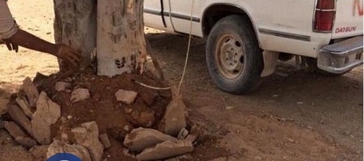بالفيديو : محاولة فاشلة لقطع شجره عمرها 150 عامًا بالفيديو : محاولة فاشلة لقطع شجره عمرها 150 عامًا