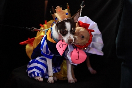 بالصور ... أناقة الحيوانات