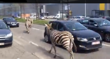 شاهد.. حمير وحشية تتجول في شوارع بروكسيل