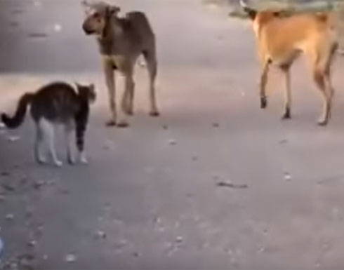 بالفيديو: قط شجاع يواجه 5 كلاب وحده