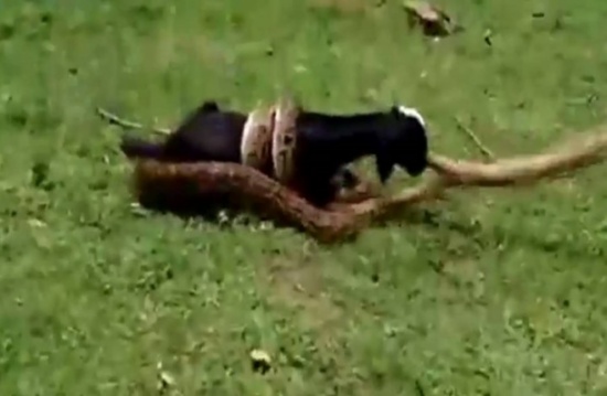 فيديو مدهش | أهالي قرية هندية ينقذون ماعزا بعد التفاف ثعبان حوله