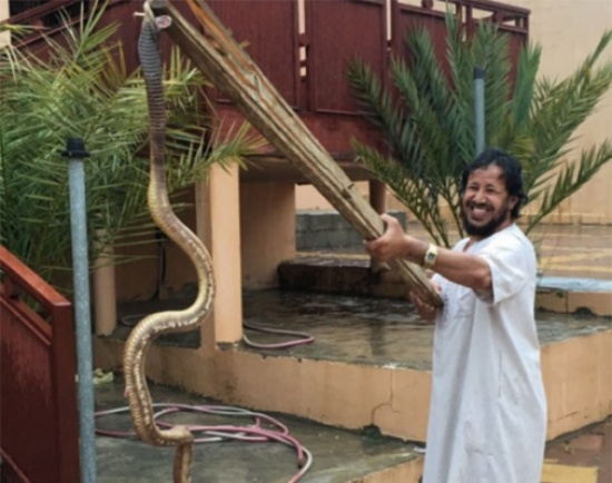 صور: سعودي يفاجأ بثعبان كوبرا ضخم في حوش منزله صور: سعودي يفاجأ بثعبان كوبرا ضخم في حوش منزله