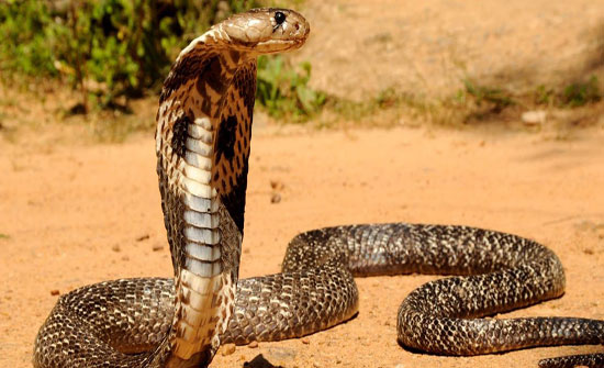 توضيح  من الحكومة حول تخفيض ضريبة الزواحف