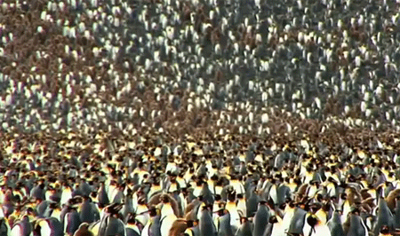 قوة البطاريق