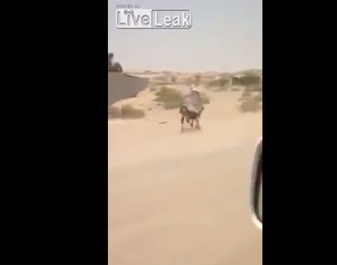 بالفيديو.. موقف طريف لشاب يسقط على الأرض بعد تعثر الحمار بالفيديو.. موقف طريف لشاب يسقط على الأرض بعد تعثر الحمار
