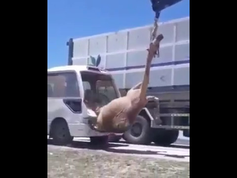 فيديو| جمل يستقر داخل حافلة ركاب إثر حادث سير في سلطنة عمان