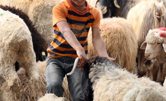 للأردنيين : معلومات يجب ان تعرفوها قبل شراء الاضحية