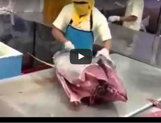 بالفيديو: أسرع من يقطع السمك