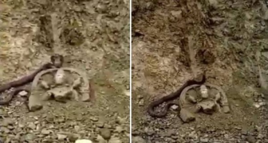 شاهد: ثعبان أسود يحرس كنز أثري ويمنع العمال من الحفر