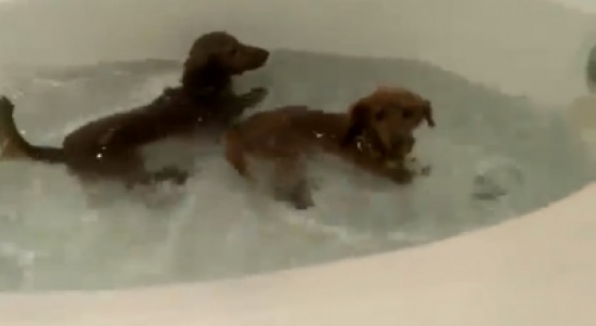 "جروان" يستمتعان في الاستحمام