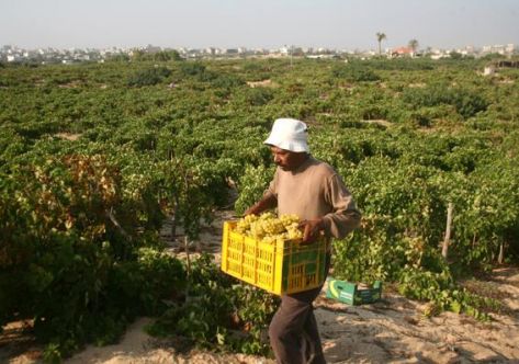 امال ينتظرها المزارعون مع مربعانية الشتاء امال ينتظرها المزارعون مع مربعانية الشتاء