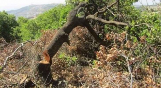 اجراءات مغلظة تنتظر المعتدين على الغابات